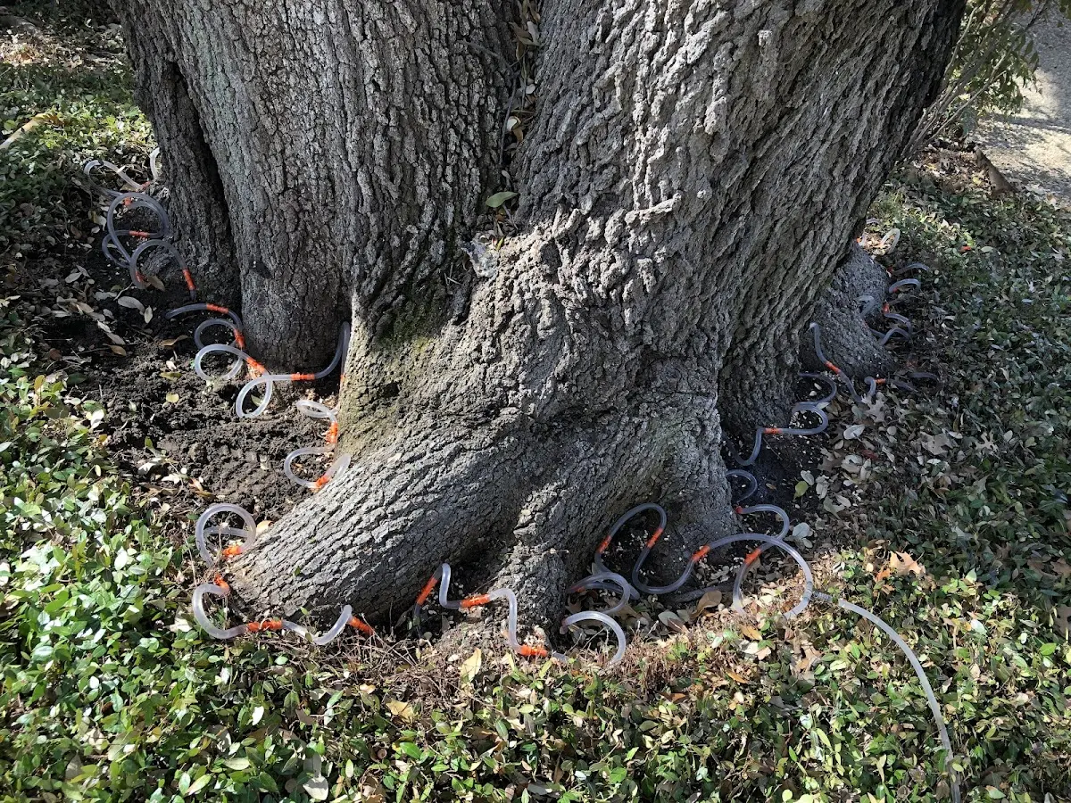Detailed Tree Cabling and Bracing job site in Egg Harbor